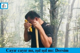 DD