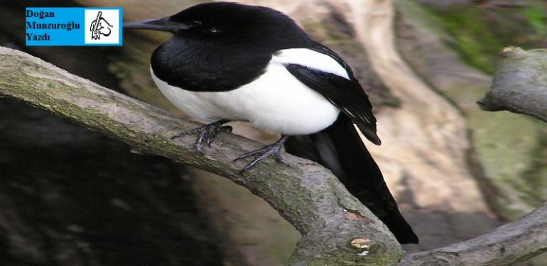 Saksağanın Gördüğü