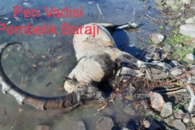 PHOTO-2020-12-09-12-36-40