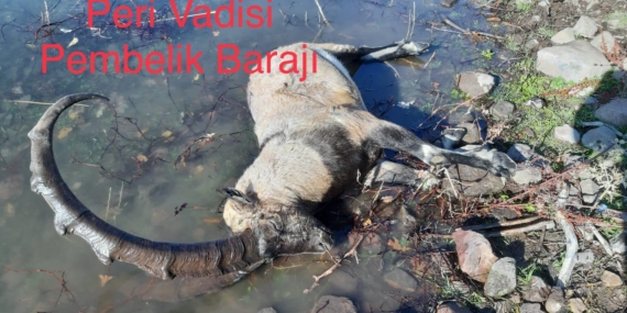 PEMBELİK BARAJINDA DAĞ KEÇİLERİ BOĞULMAYA DEVAM EDİYOR…!