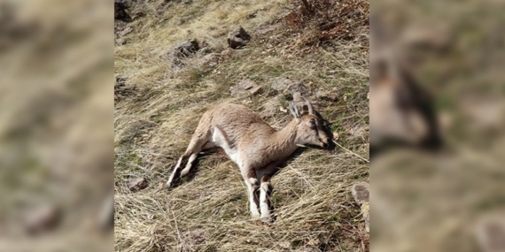 Dersim’deki dağ keçileri, avlanma tehdidiyle karşı karşıya