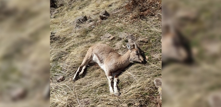 Dersim’deki dağ keçileri, avlanma tehdidiyle karşı karşıya