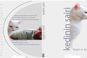 kedi