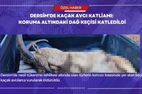 kacak av manset