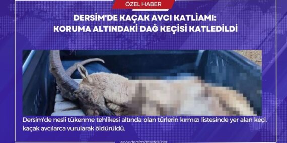 Dersim’de kaçak avcı katliamı: Koruma altındaki dağ keçisi katledildi