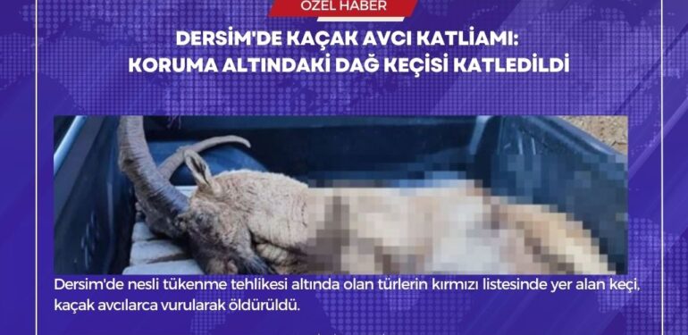 Dersim’de kaçak avcı katliamı: Koruma altındaki dağ keçisi katledildi