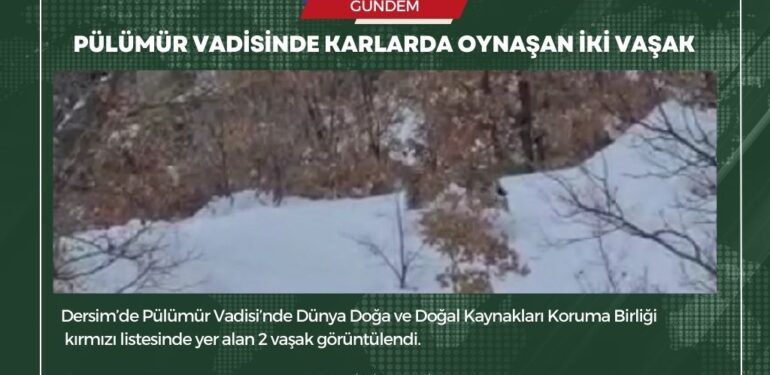 Pülümür Vadisinde karlarda oynaşan iki vaşak