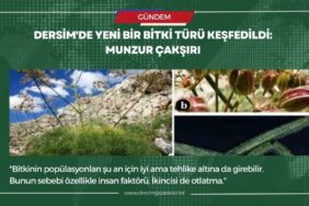 munzur caksiri manset