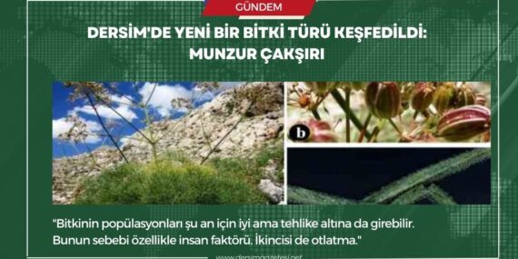 Dersim’de yeni bir bitki türü keşfedildi: Munzur Çakşırı