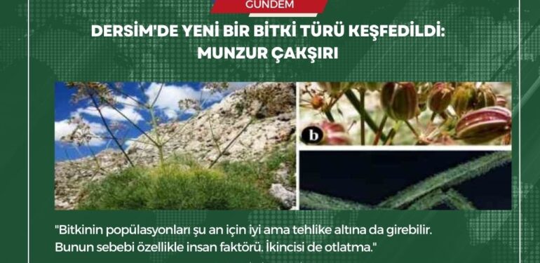 Dersim’de yeni bir bitki türü keşfedildi: Munzur Çakşırı