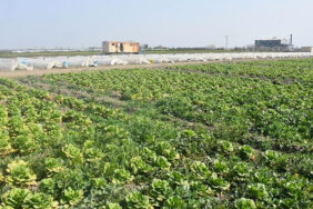 Hatay'da sebze hali açılamadı, marul ve şalgam tarlada kaldı