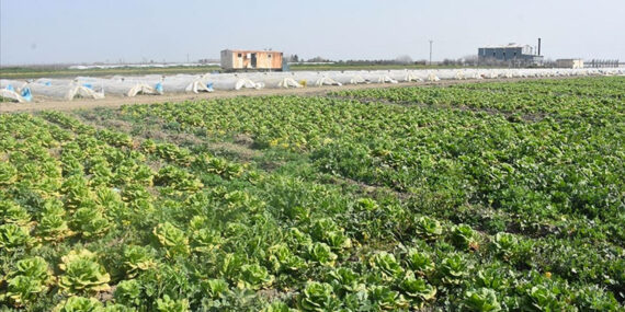 Hatay’da sebze hali açılamadı, marul ve şalgam tarlada kaldı