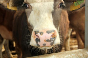 Türkiye'de yeni tip şap virüsü alarmı! Hayvan pazarları kapatıldı tüm izinler iptal