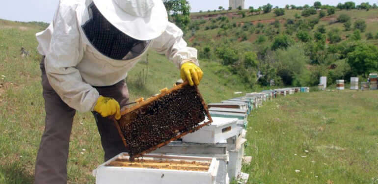Elazığlı arıcılar baharda umduğunu bulamadı, bal verimi düştü