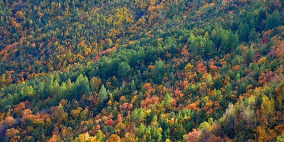 Türkiye’nin en yeşil ili: Dersim… Kişi başına düşen orman alanı, 29 bin 426 metrekare