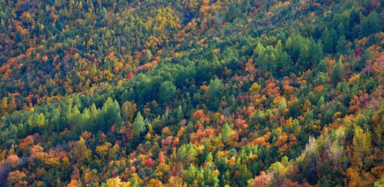 Türkiye’nin en yeşil ili: Dersim… Kişi başına düşen orman alanı, 29 bin 426 metrekare