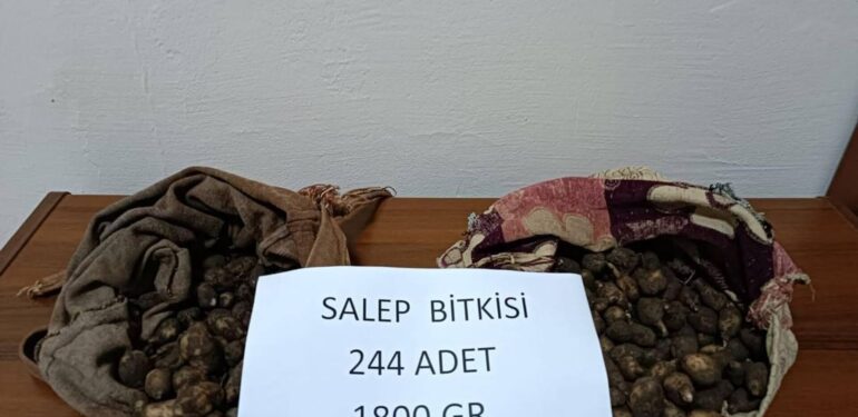 Dersim’de kaçak salep yumrusu toplayanlara ceza