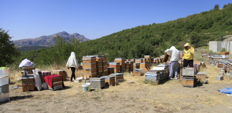 Dersim’de bal üreticileri verimsizlikten şikayetçi