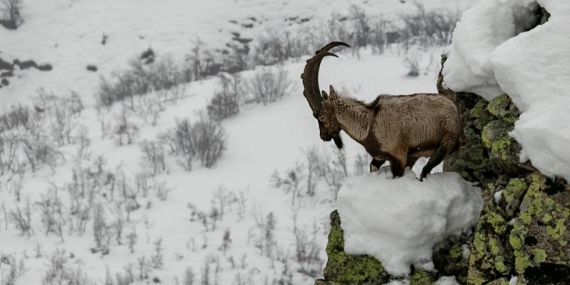 Dersim’in tılsımlı varlıkları: Dağ keçileri…
