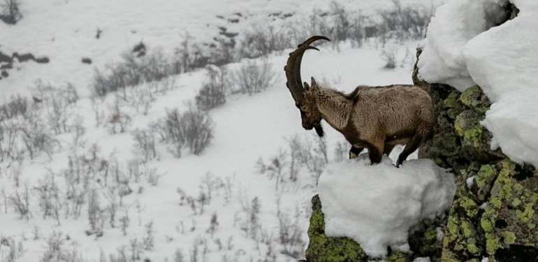 Dersim’in tılsımlı varlıkları: Dağ keçileri…