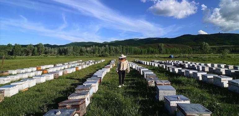 Dersim’de son yılların en verimsiz bal üretimi yaşandı