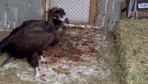 Pülümür’de bitkin halde bulunan kara akbaba tedavi altına alındı: Doğaya bırakılacak