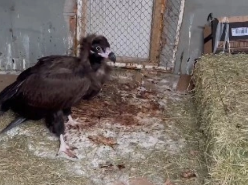 Pülümür’de bitkin halde bulunan kara akbaba tedavi altına alındı: Doğaya bırakılacak