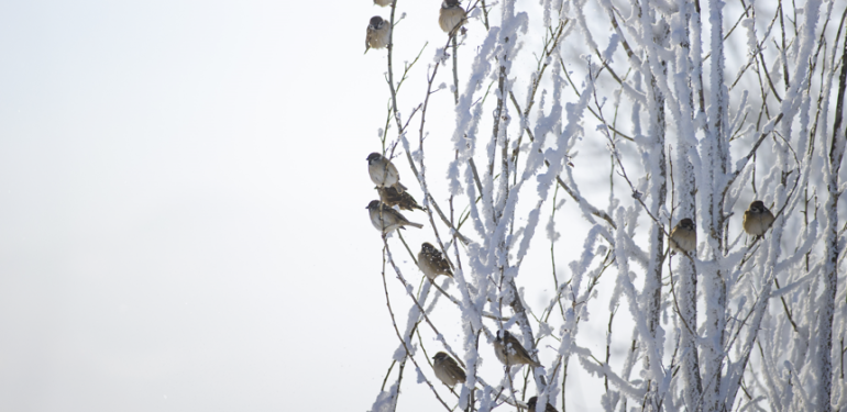 Dersim’in köylerinde kar kalınlığı 1,5 metreye ulaştı