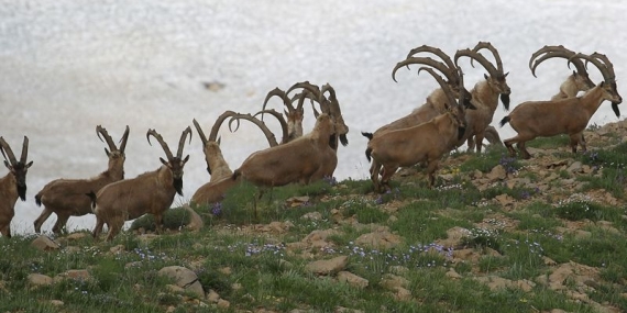 Dersim’in çengel boynuzlu dağ keçisi Şamualar hakkında ne biliyoruz?