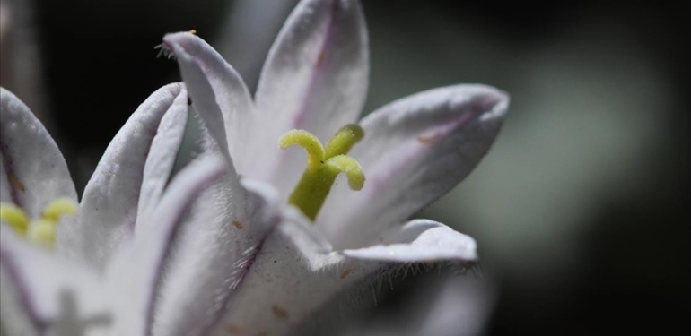 Dersim’de yeni bir bitki keşfedildi: Ovacık Çanı