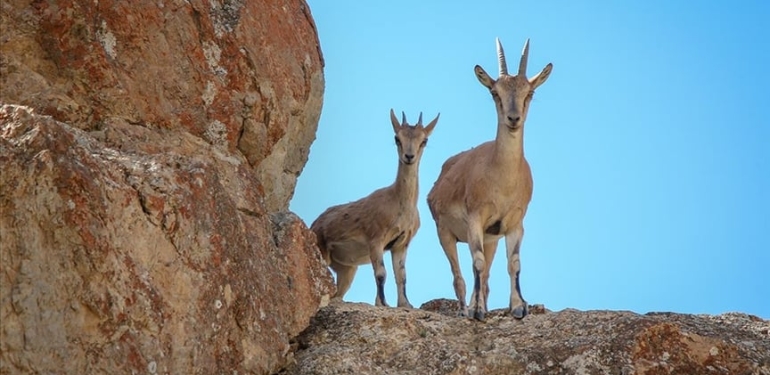 Dersim’de fotokapana yakalanan kaçak avcılara 345 bin 988 lira ceza kesildi