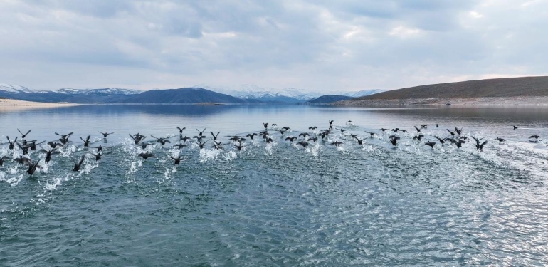 Dersim’de 11 türde 10 bin kuş var