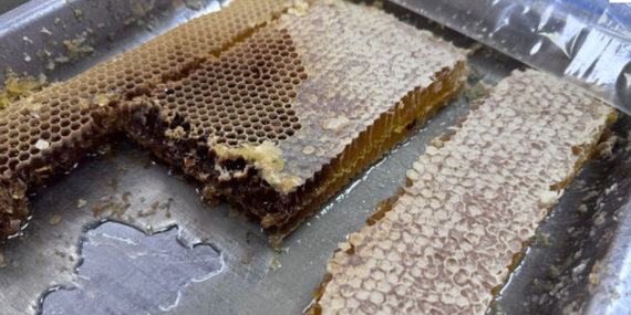 ‘Munzur balı’na coğrafi işaret