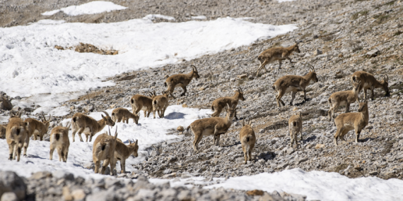 Munzur Dağları’nda yaşayan yaban keçileri sürü halinde görüntülendi