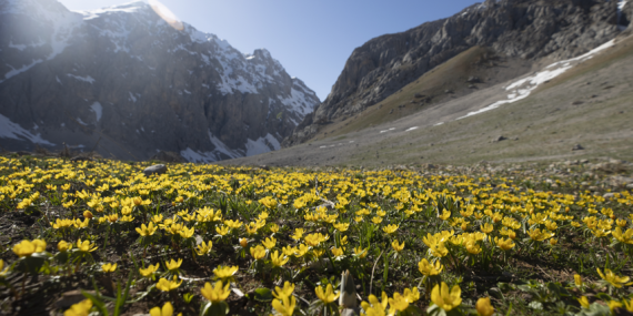Dersim’de karın eridiği dağ eteklerinde bahar çiçekleri açtı