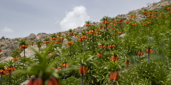 Ovacık köylerinden endemik bitkilerin kökünden kopartılmasının yasaklanması talebi