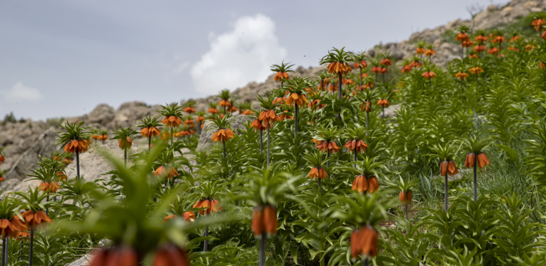 Ovacık köylerinden endemik bitkilerin kökünden kopartılmasının yasaklanması talebi