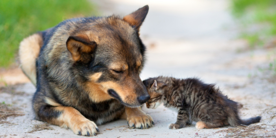 Bahçeşehir Üniversitesi araştırdı: Avrupa ülkeleri sokaktaki hayvanlarla ilgili neler yaptı?