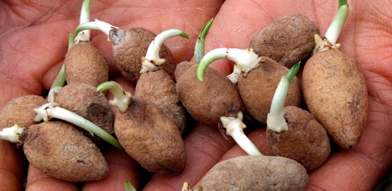 Dersim’de kaçak salep yumrusu toplayanlara ceza