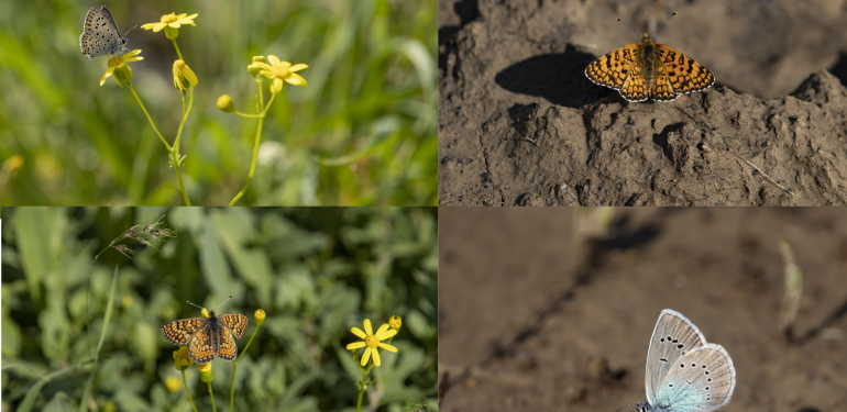Munzur Vadisi’nde kelebek senfonisi