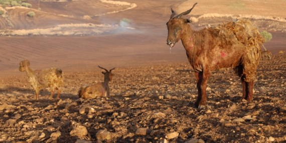 Diyarbakır ve Mardin’deki yangında 5 kişi hayatını kaybetti