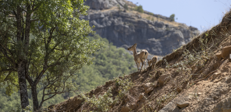 Koruma altındaki dağ keçileri yavrularıyla görüntülendi