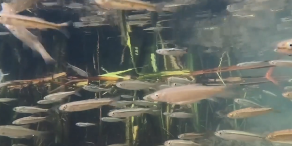 Munzur’un balıkları su altı kamerasında