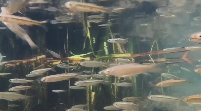 Munzur’un balıkları su altı kamerasında