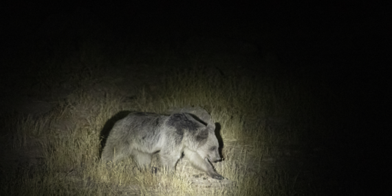 Düzgün Baba dağında bozayılar