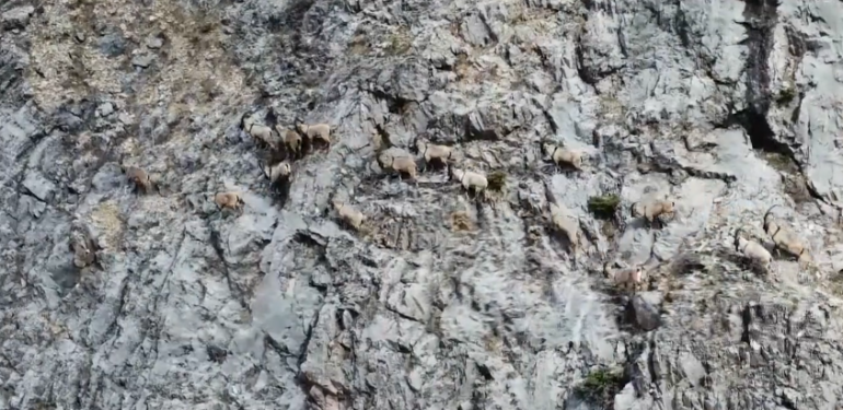 Dersim’de kaçak avcıların kulübeleri yıkılıyor