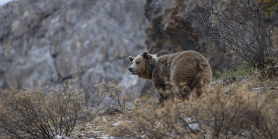 Munzur Vadisi’nde bir bozayı ormanda yiyecek ararken görüntülendi