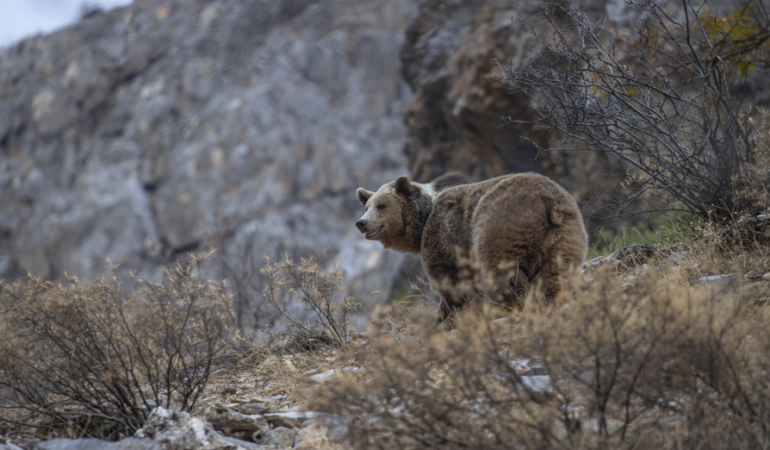 Munzur Vadisi’nde bir bozayı ormanda yiyecek ararken görüntülendi