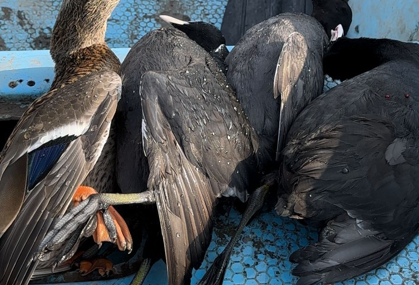 Mazgirt’te sakarmeke kuşu avlayan 2 kişiye 14 bin 864 lira ceza kesildi