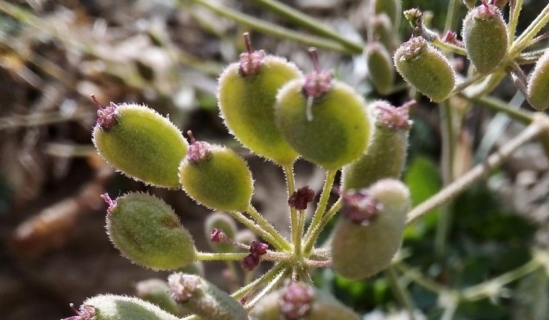 Dersim’de yeni bir bitki türü keşfedildi: Munzur Öğreği ya da Heracleum munzurense